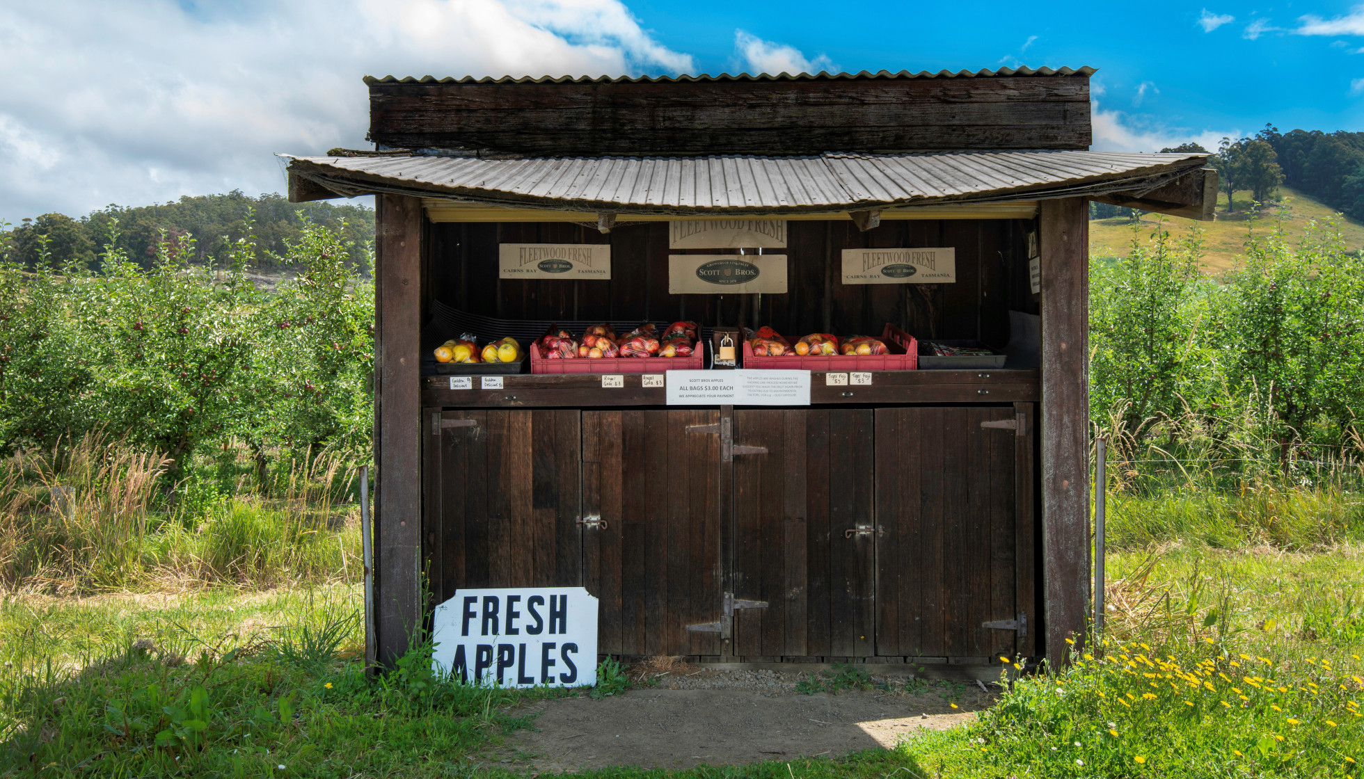 The Unpredictable Business of Apples on the Isle