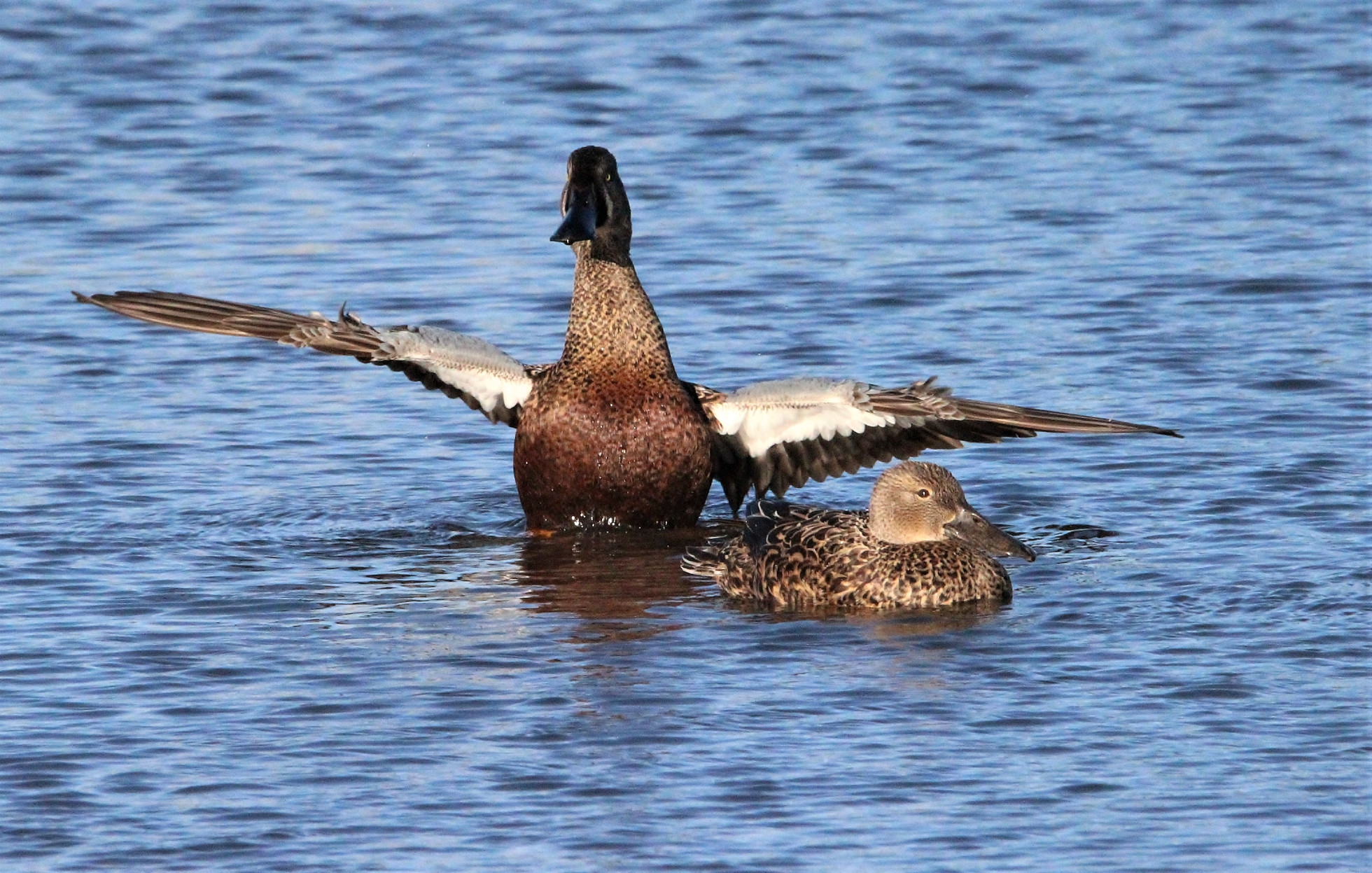 Why All the Fuss Over Hybrid Ducks? - Wildfowl