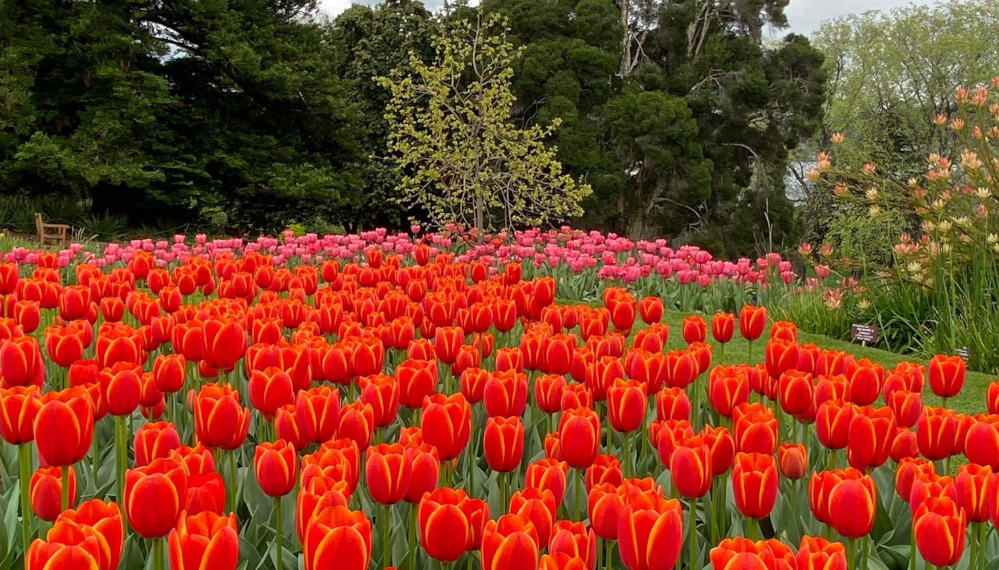 Spring into Gardening