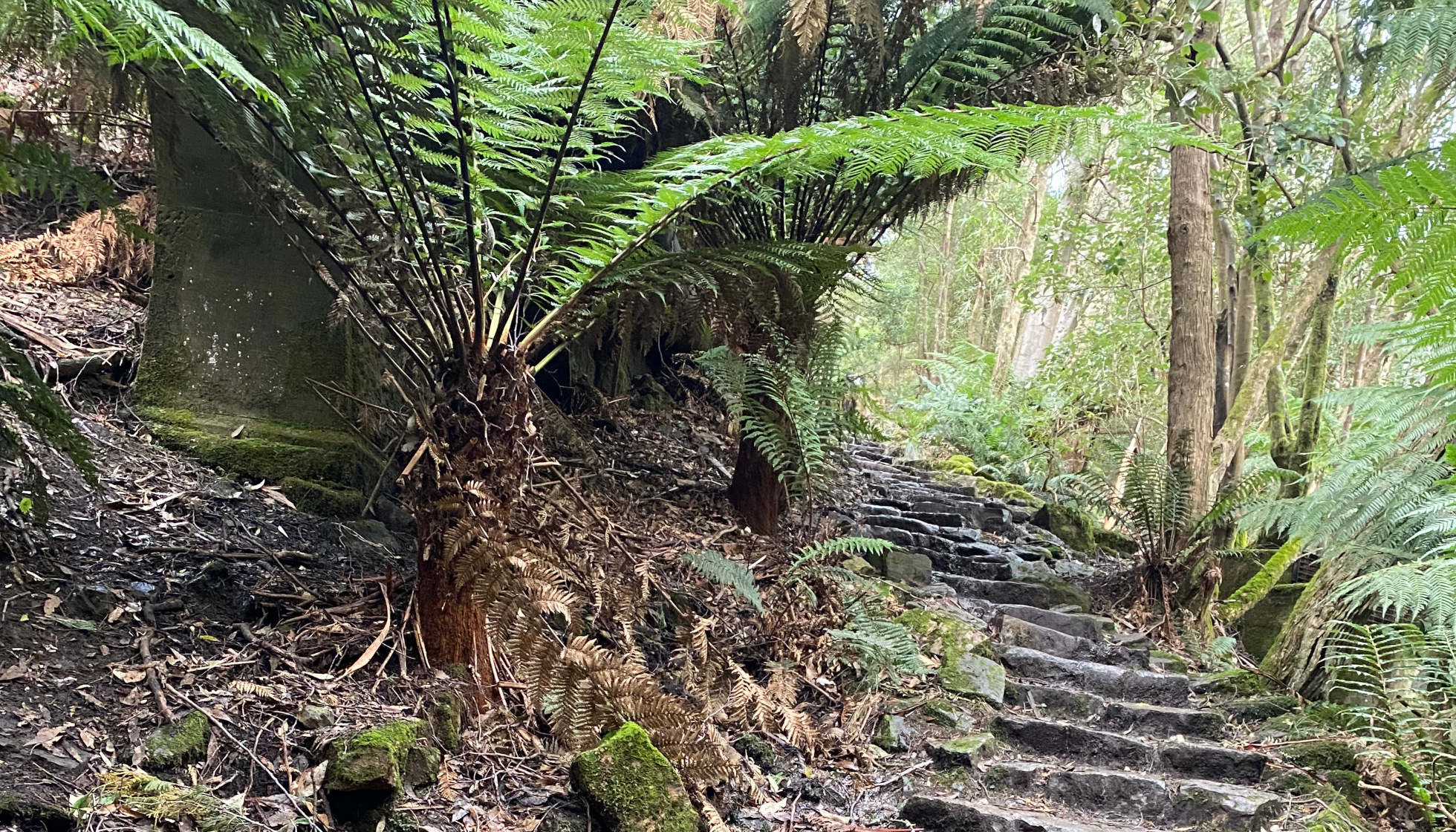 Pipeline Track Waterworks Reserve to Ferntree