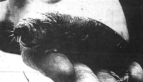 Would You Adopt a Tasmanian Mock Walrus?