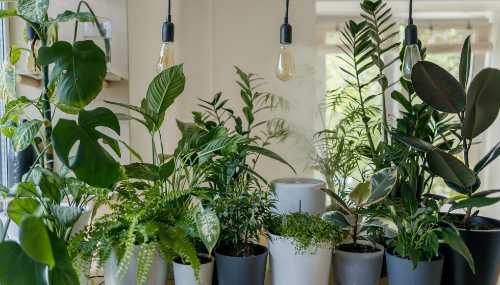 Winter’s Coming: How to Take Care of Indoor Plants