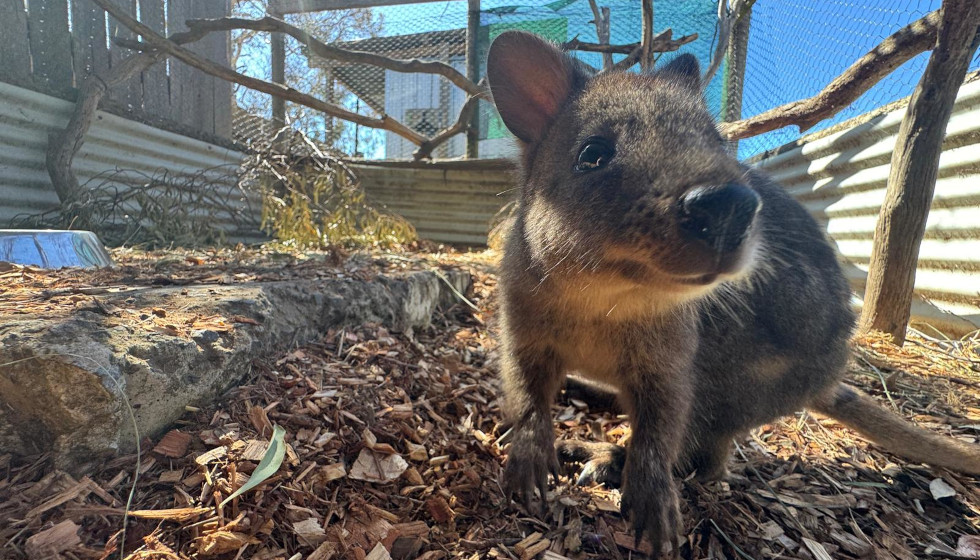 NEWS: Bonorong Needs Help