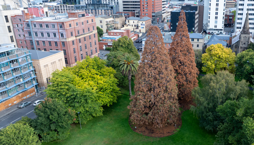 NEWS: What Killed Hobart’s Giant Sequoias?
