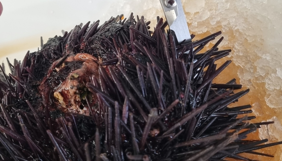 NEWS: Rogue Urchin Goes West