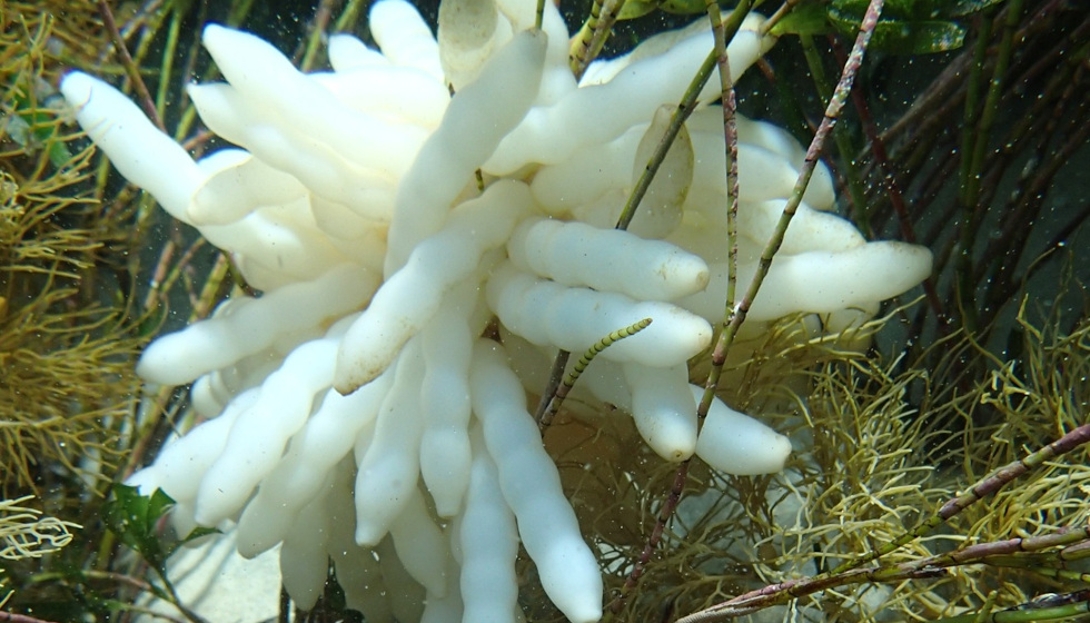 NEWS: Calamari Crisis?
