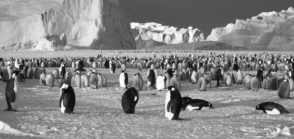 Looking South: Hobart, Antarctica and the Photographs of David Neilson