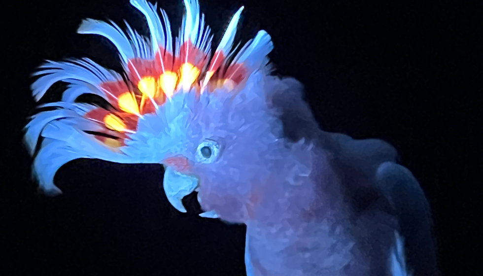 NEWS: Glow Show Wins Gong