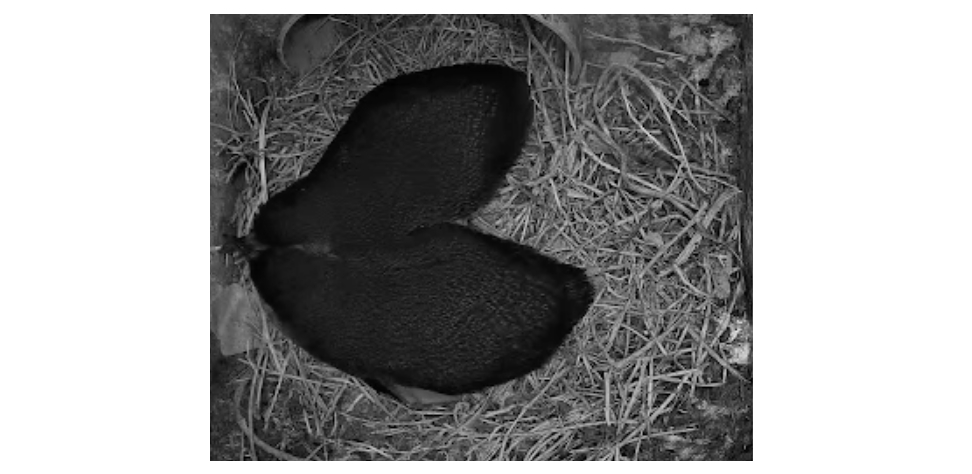 NEWS: New Little Penguin Tunnels